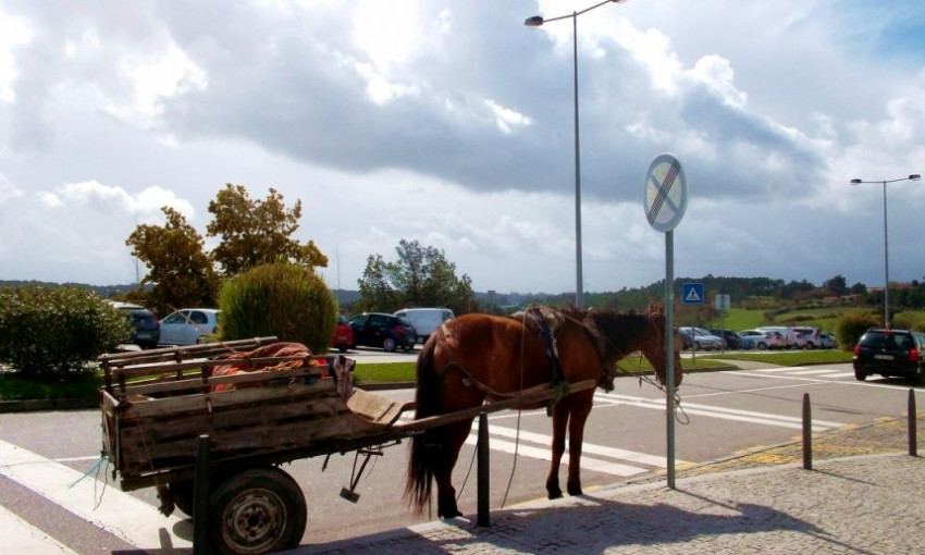 Депутат пообещала купить мэру Николаева «бричку и коня» для поездок по городу