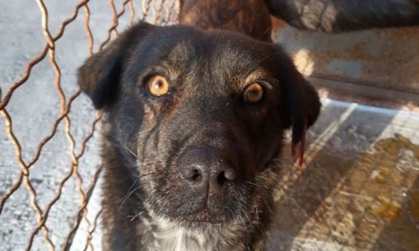 В Николаеве «Центр защиты животных» просит приютить 35 собак