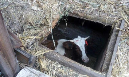 В Николаевской области хозяевам коровы пришлось вызывать спасателей, чтобы те вытащили животное из ямы