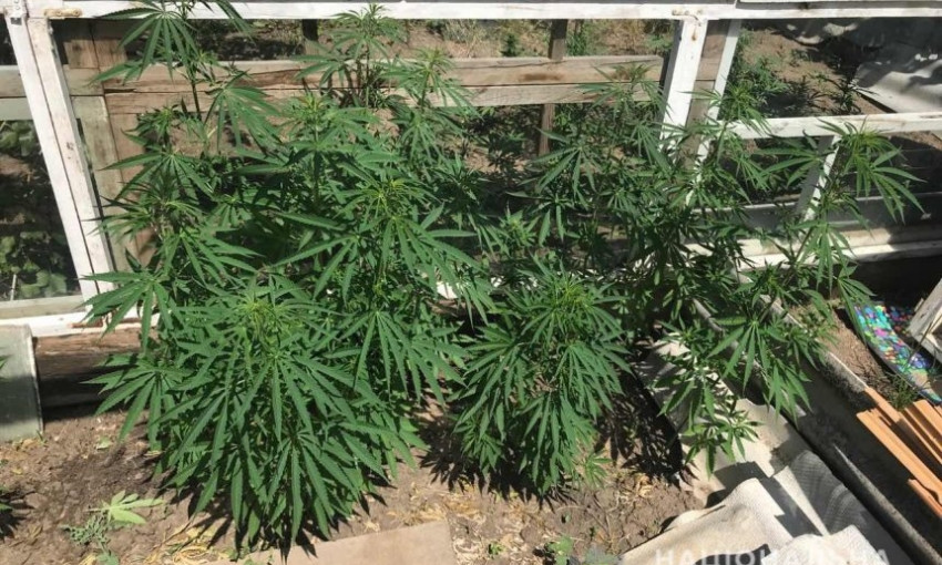В Арбузинском районе местный житель выращивал на даче коноплю, изъяли 170 кустов наркотического растения