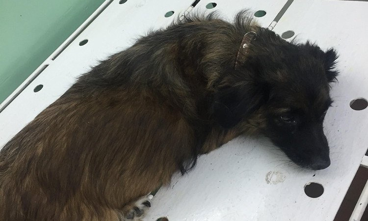 Жительница Николаева обвинила ветеринарную клинику в смерти своей собаки