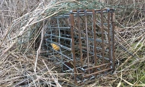 На Лагерном поле браконьеры с помощью клеток незаконно охотятся на фазанов