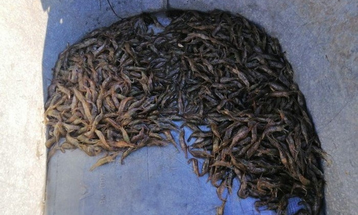 В акватории Березанского лимана мужчина незаконно выловил рыбы почти на 30 тысяч гривен