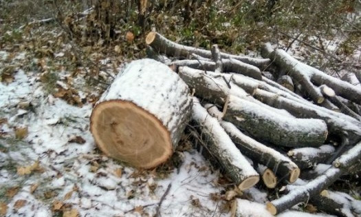 Первомайский фермер помог полиции задержать браконьеров, которые незаконно вырубили молодые дубы