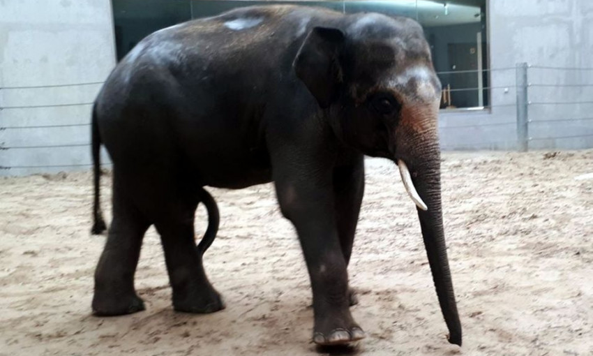 В Николаевский зоопарк скоро привезут двух слонов - Динкар и Шанти