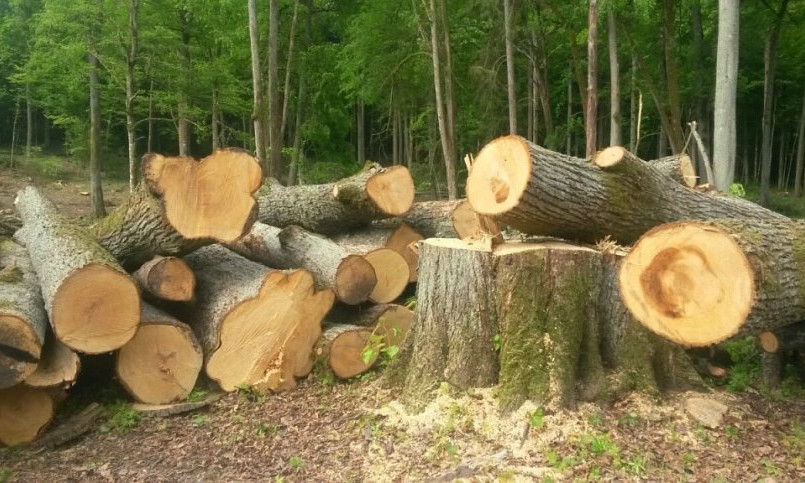 250 дубов вырубили в лесополосе у железной дороги на Николаевщине