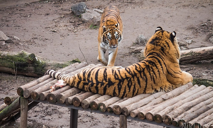 В Николаевском зоопарке построят «Остров зверей»