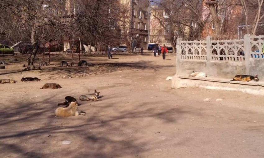 В Николаеве возле детского сада поселилась стая бездомных собак
