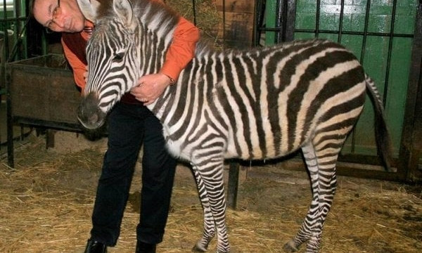 Международный день зебр: В Николаевском зоопарке их четыре