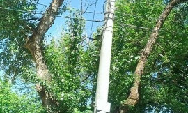 В Николаеве снесут пять аварийных деревьев: временно будет отключено электричество и остановлено движение трамваев
