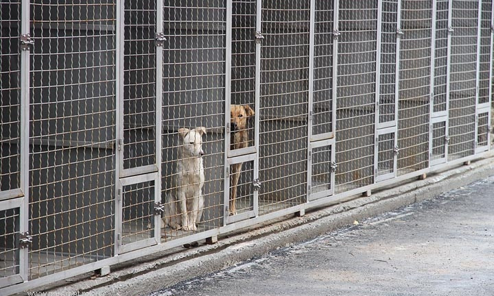 В "Центре защиты животных" сообщают, что проблему бездомных животных в городе "решат" 18 миллионов гривен