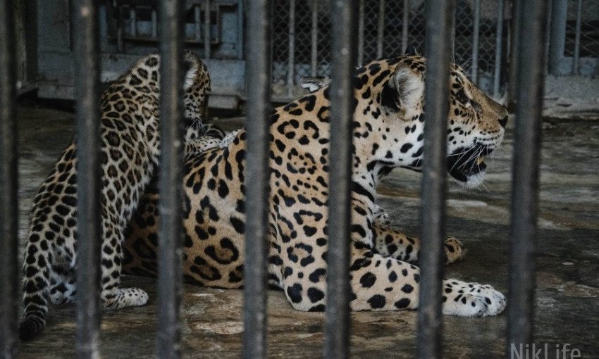 Полугодовалые ягуары из Николаевского зоопарка по пути в Сирию побывали в Дубае 