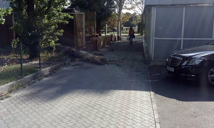 В центре Николаева прямо перед прохожим упало дерево