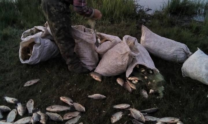 На реке  Ингул рыбоохранный патруль задержал браконьеров с большим уловом карасей
