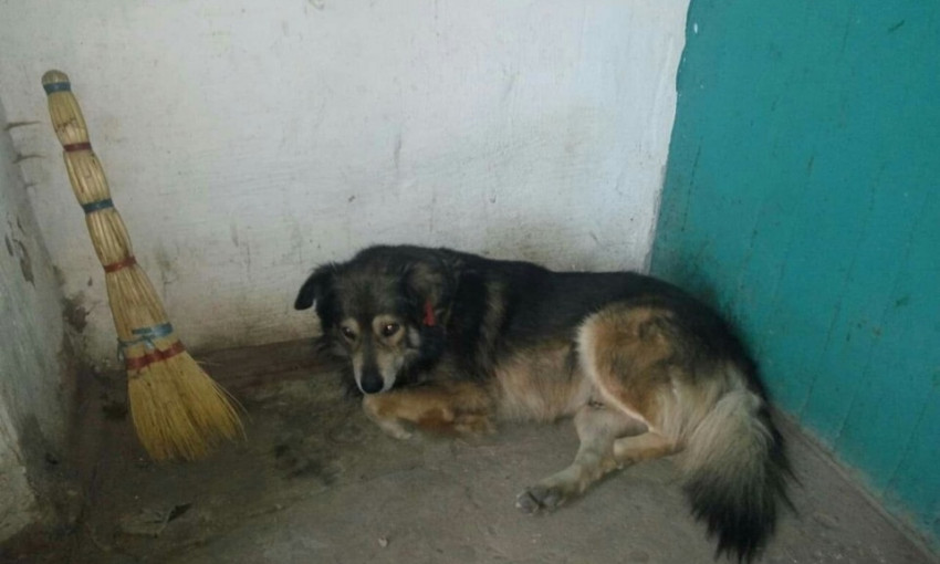 На улице 28-й Армии по просьбе местных жителей отловили бездомную собаку