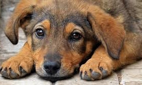 Возле онкобольницы насчитали 80 бездомных собак: у бродячих животных признаков заболевания бешенством