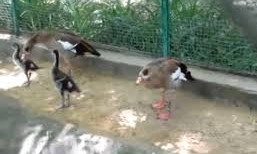 В Николаевском зоопарке пополнение: у нильских гусей вылупились птенцы