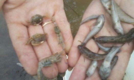 В одном из лиманов Очаковского района массово гибнет рыба