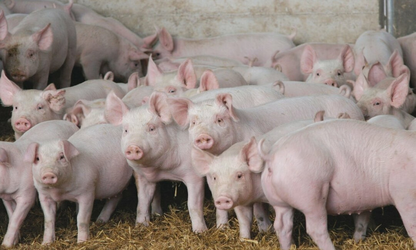В Николаевской области на обочине трассы обнаружили туши свиней с признаками АЧС