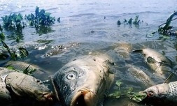 В Южном Буге массовый замор рыбы