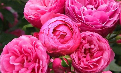 В Николаеве в сквере "Розовый" высадили розы