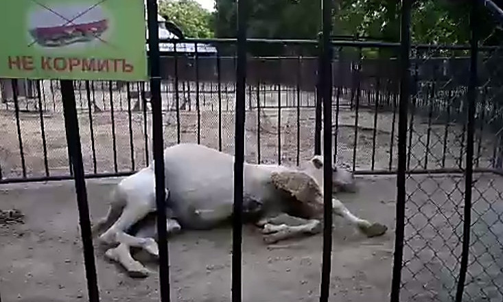 Николаевцы обеспокоились раненым верблюдом, оставленным умирать в вольере в зоопарке