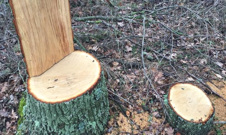 Местный житель жалуется на вырубку деревьев на Николаевщине