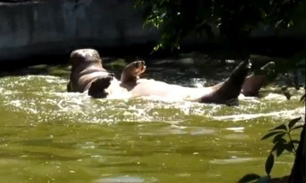 Предпочтения бегемотихи Рикки не должны пугать посетителей Николаевского зоопарка (видео)