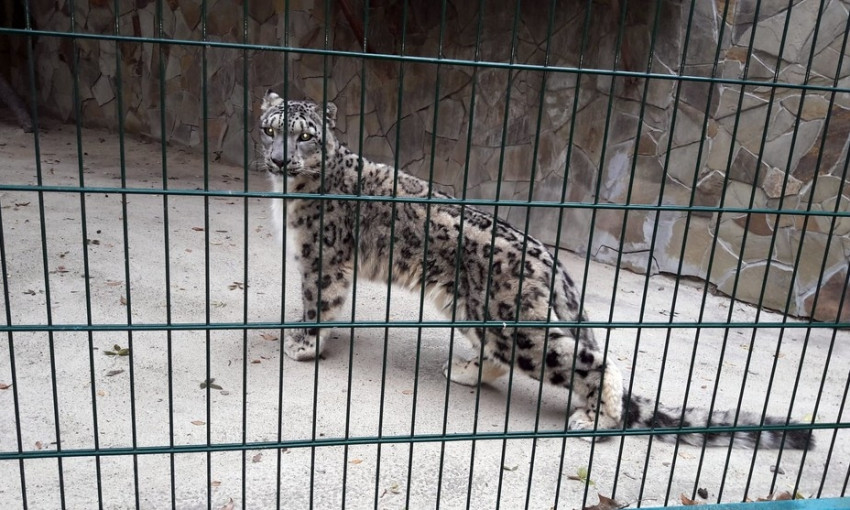 В Николаевский зоопарк привезли снежного барса – он француз и его зовут Тикси