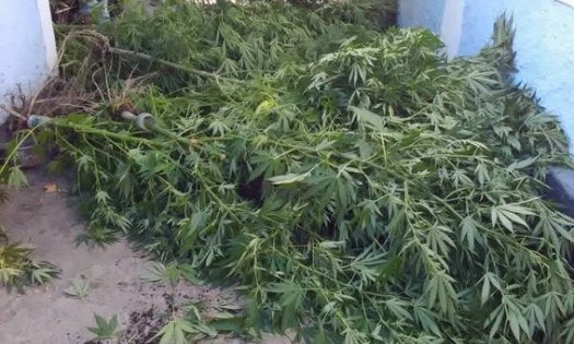 В Николаевской области полицейские обнаружили теплицу с «деревьями» конопли