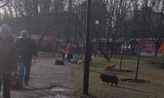 Николаевцы требуют убрать стаю собак, которые бегают в сквере ликвидиторов ЧАЭС
