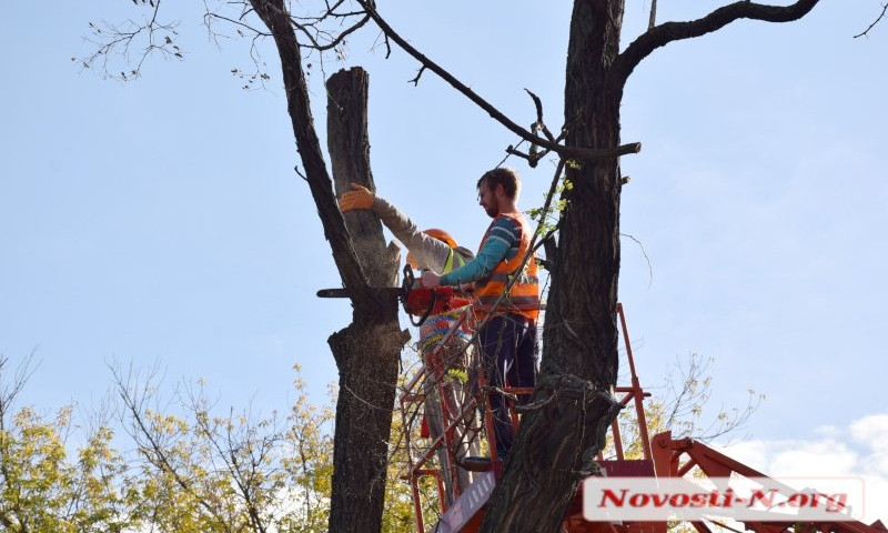 В Николаеве спиливают деревья