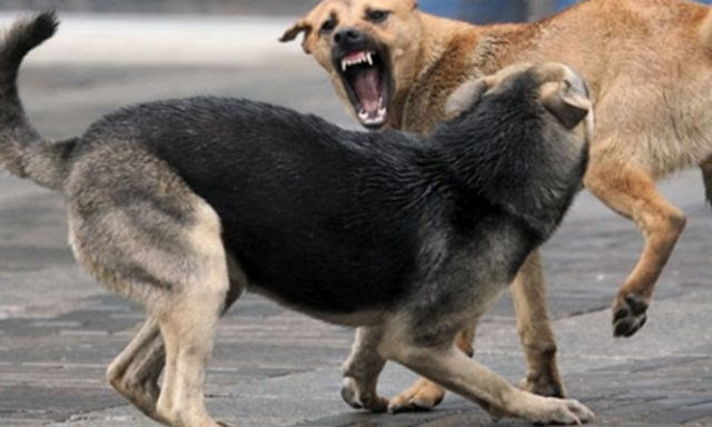 С начала года от укусов бродячих собак в Николаеве пострадало 129 человек