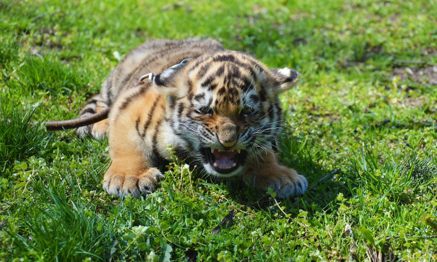 В николаевском зоопарке ищут новый дом для двух амурских тигрят 