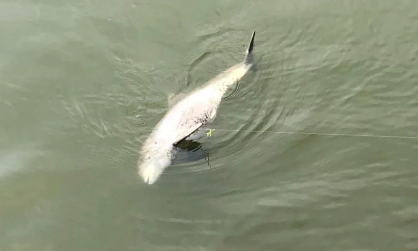 В воде на набережной Николаева обнаружили мертвого дельфина