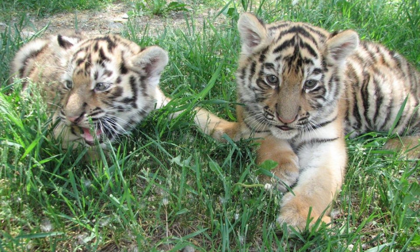 Сегодня Международный день тигра, - горожан приглашают в зоопарк