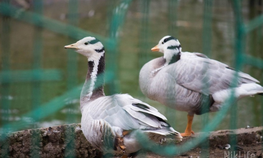 Николаевский зоопарк напомнил посетителям, что кормить его животных смертельно опасно
