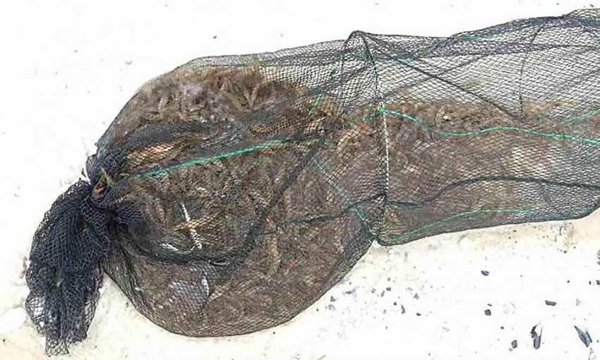 На Кинбурне пограничники нашли ятеря с креветкой и крабами на два миллиона гривен