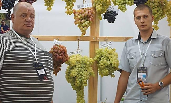 Николаевский студент вырастил рекордную гроздь винограда весом 6,7 килограмма