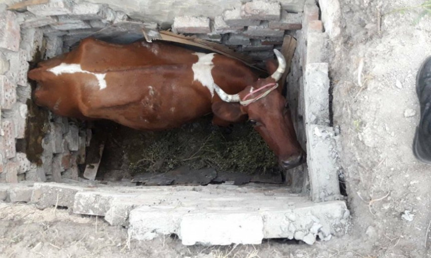 Николаевские спасатели достали корову из трехметровой ямы