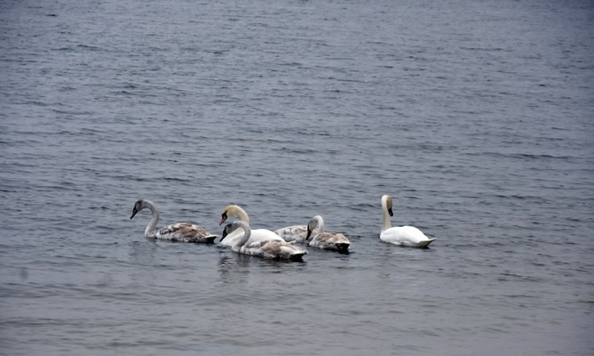 В Николаеве на берегу Намыва поселилось семейство лебедей. ФОТО