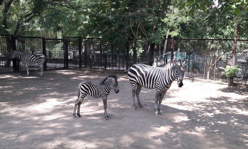 В Николаевском зоопарке у зебры Чампана на свет появился малыш