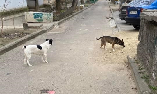 В Николаеве бездомные собаки бросаются на людей 