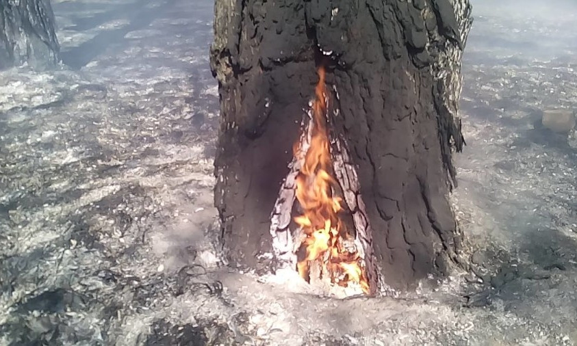 Пожар в Николаевском лесу