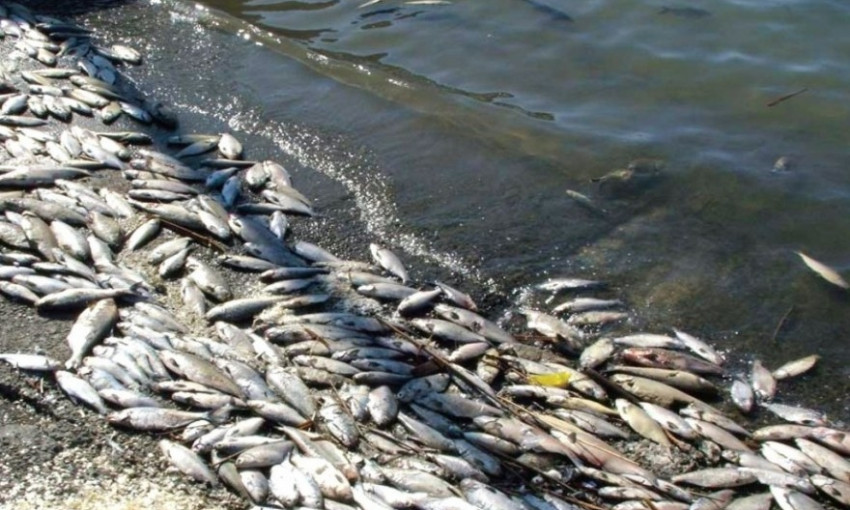 Человеческий фактор – экологи рассказали о причинах загрязнения водоемов и мора рыбы