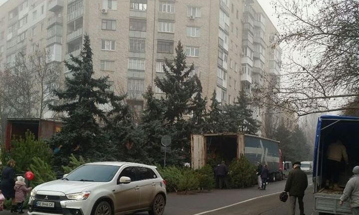 В Николаеве елками торгуют прямо на проезжей части – полиция не реагирует