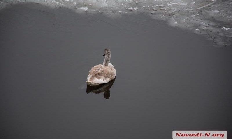 Спасенного лебедя, поселившегося у моста в Николаеве, доставили в зоопарк