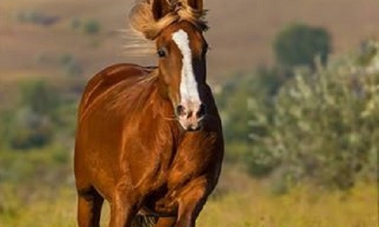 В Терновке украли двух лошадей 