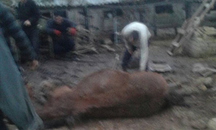 В селе Лубянка беременная лошадь упала в яму, пришлось вызывать спасателей