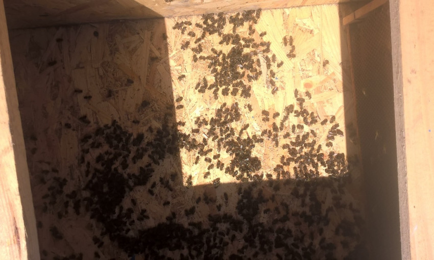 На Николаевщине массово гибнут пчелы